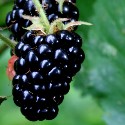 blackberry#0781