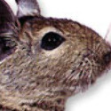 degu5